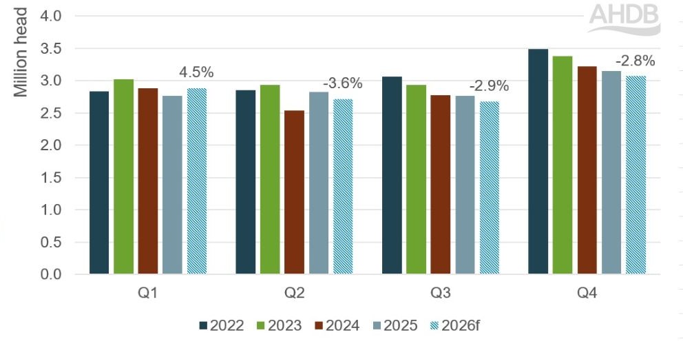 Bar chart showing actual and forecast UK clean sheep slaughter, 2022 to 2026